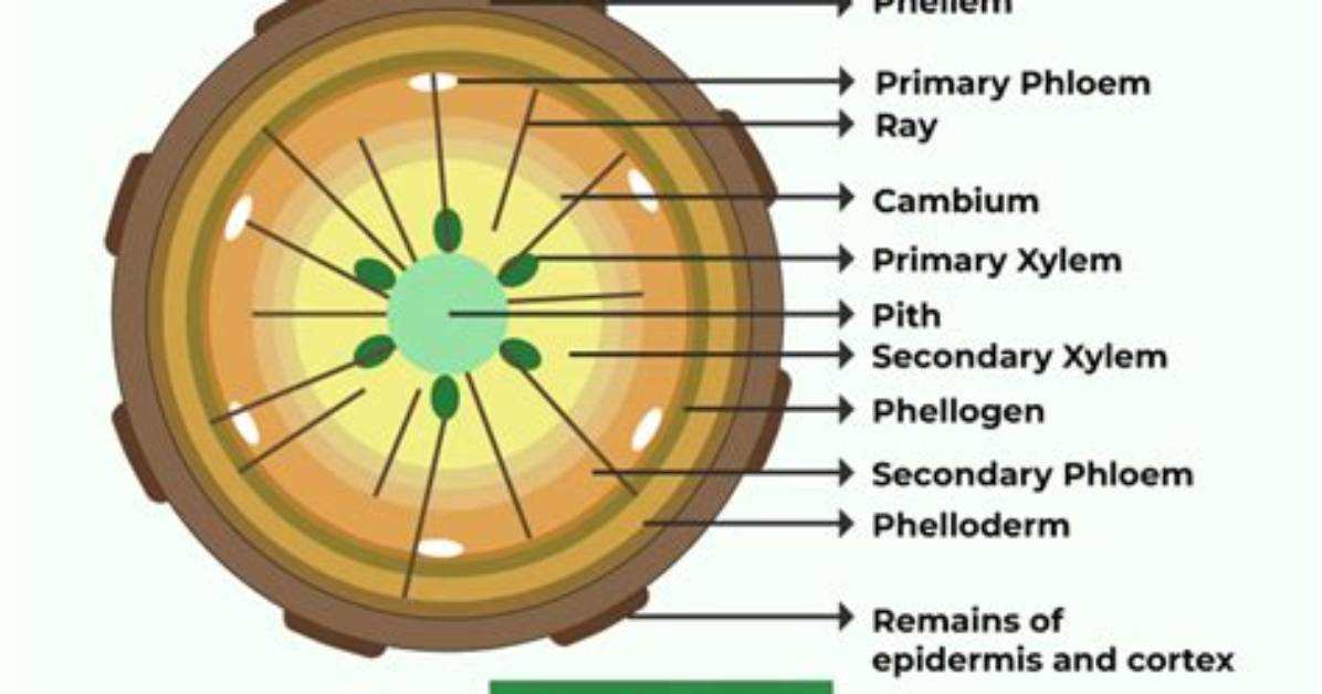What Is Phellogen in Plants?