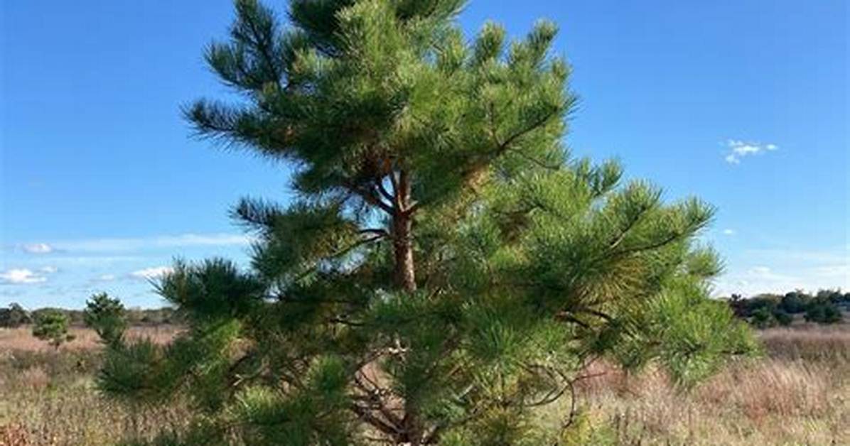 What Is Pine Pitch