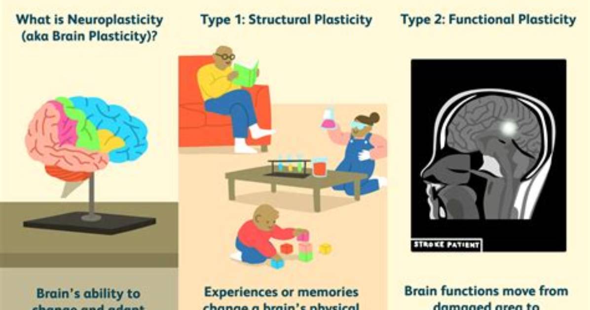 What Is Plasticity Example