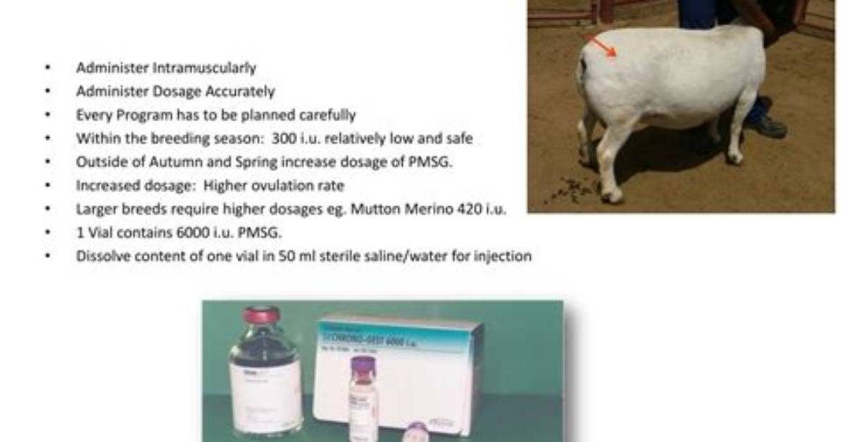 What Is Pmsg Sheep?