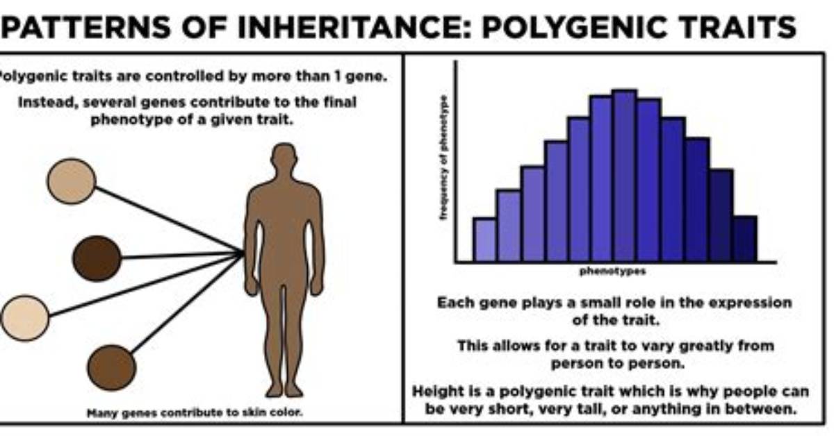 What Is Polygenic Mean?