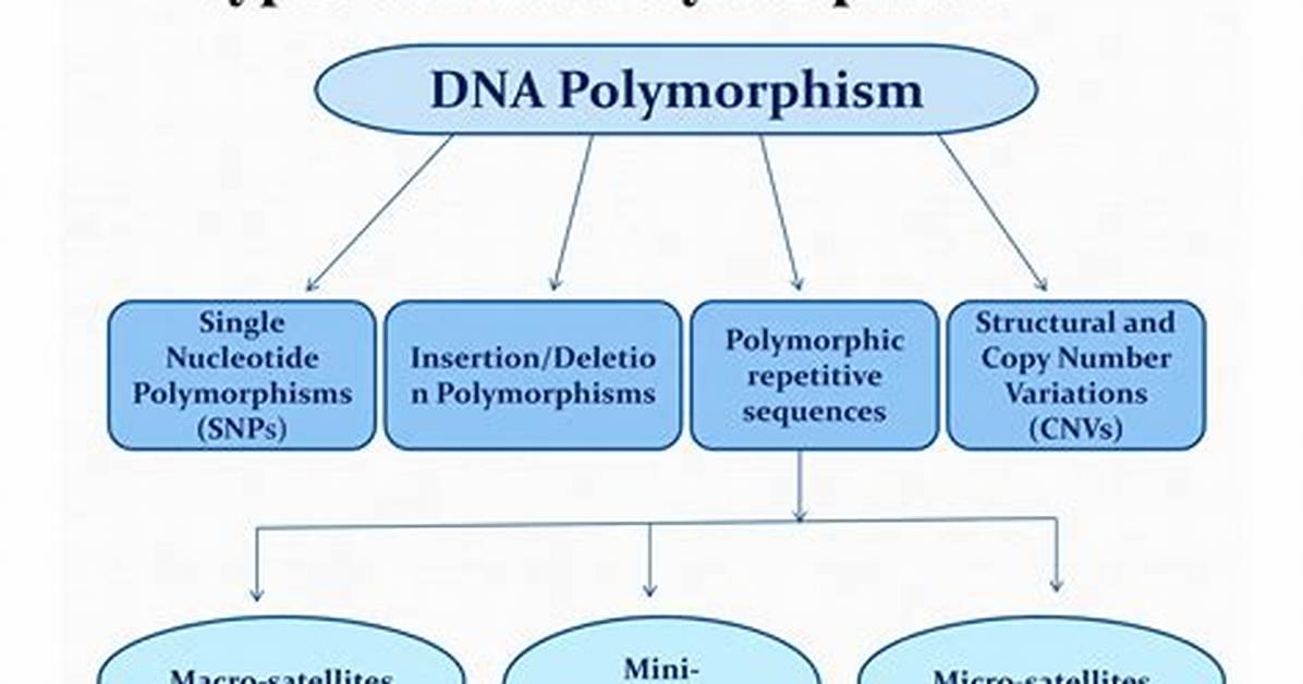 What Is Polymorphic Gene?