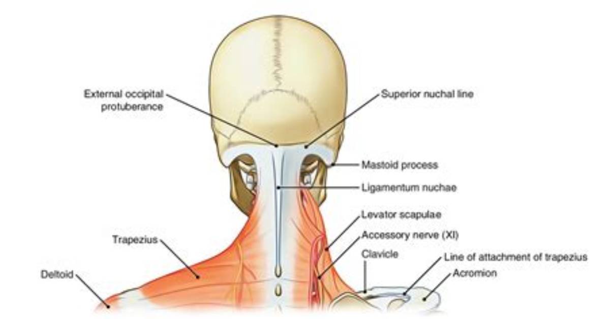 What Is Posterior Neck