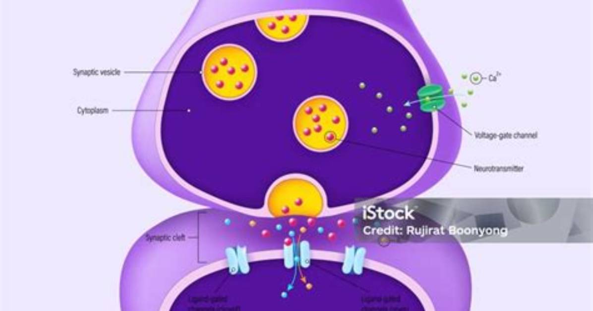 What Is Presynaptic Cell