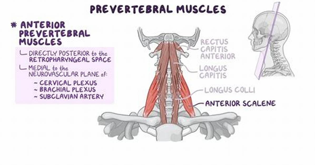What Is Prevertebral