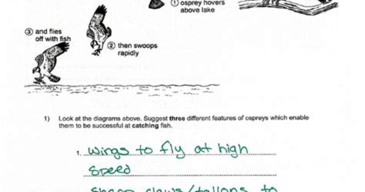 What Is Prey Short Answer