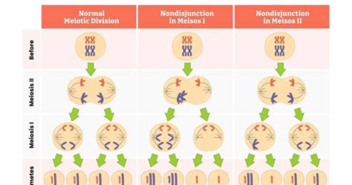 What Is Primary Non Disjunction?