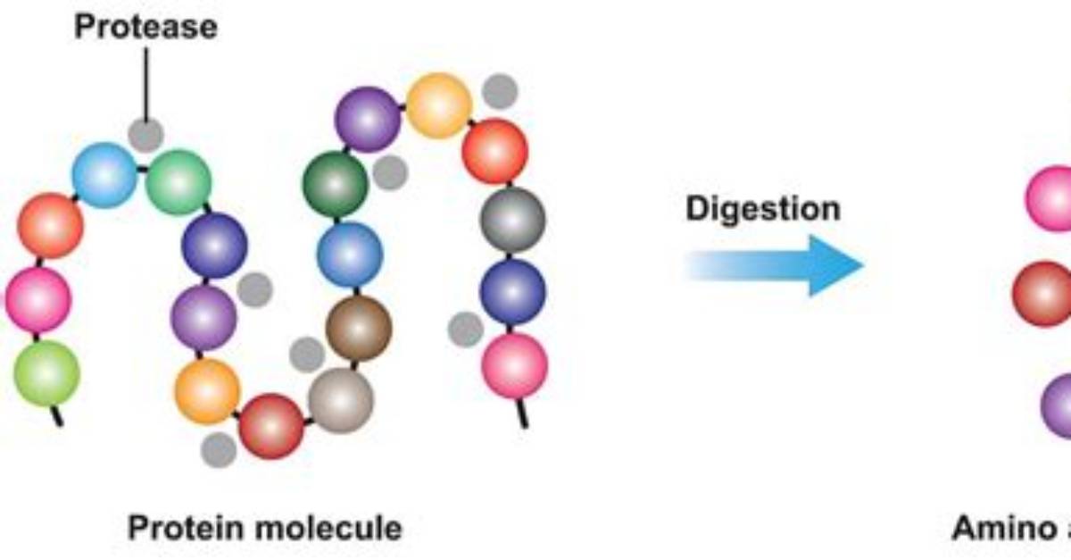 What Is Protease Found In