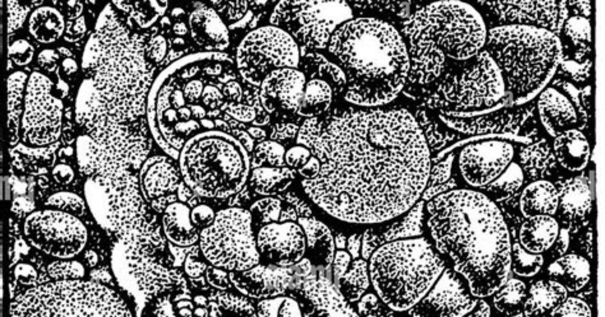 What Is Pteropod Ooze