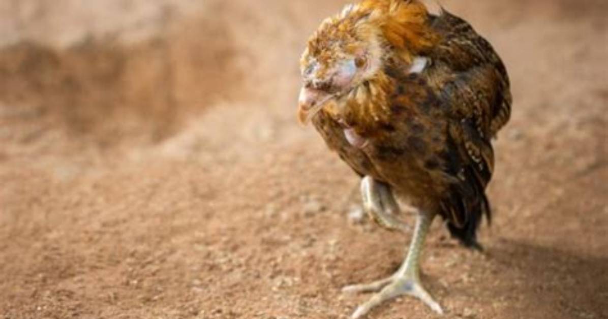 What Is Pullorum Typhoid