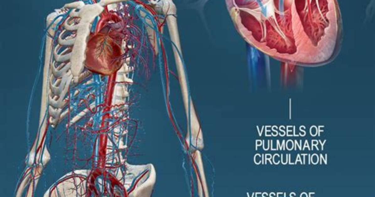 What Is Pulmonary and Systemic Circulation