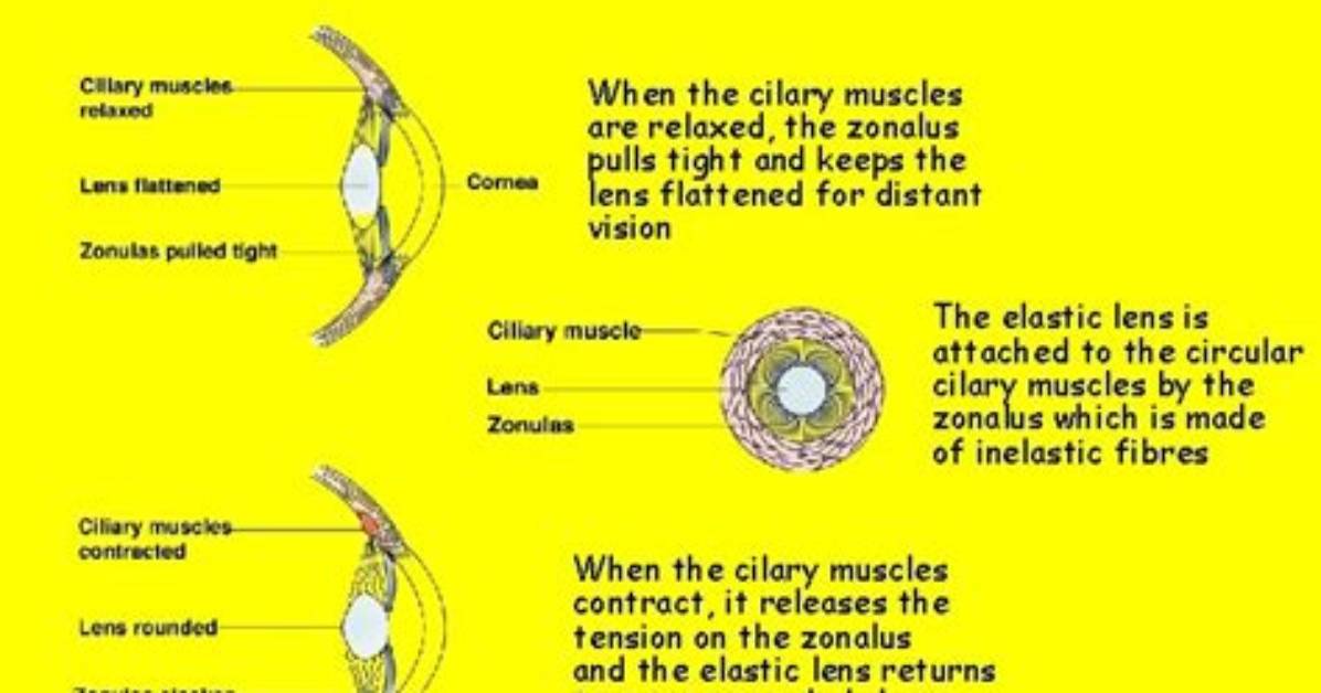 What Is Pupillary Accommodation