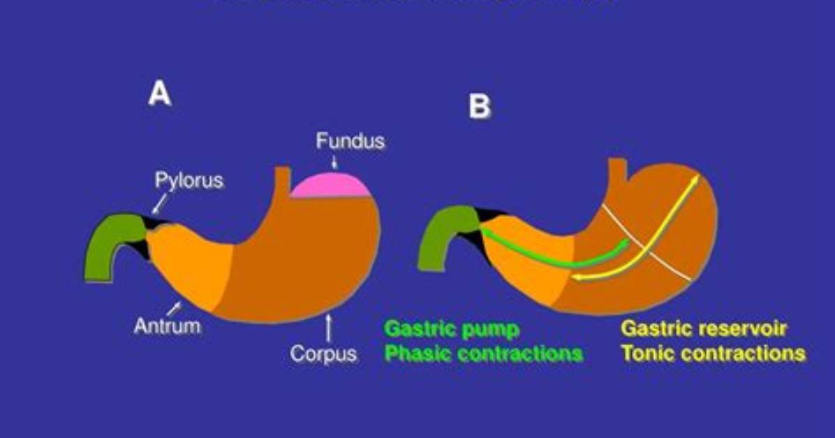 What Is Pylorus Function?