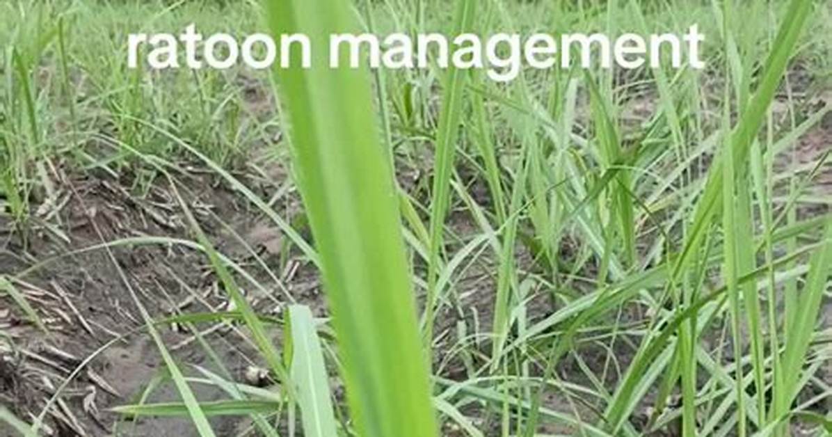 What Is Ratoon Management?