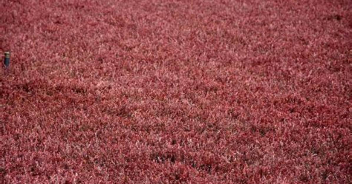 What Is Red Grass
