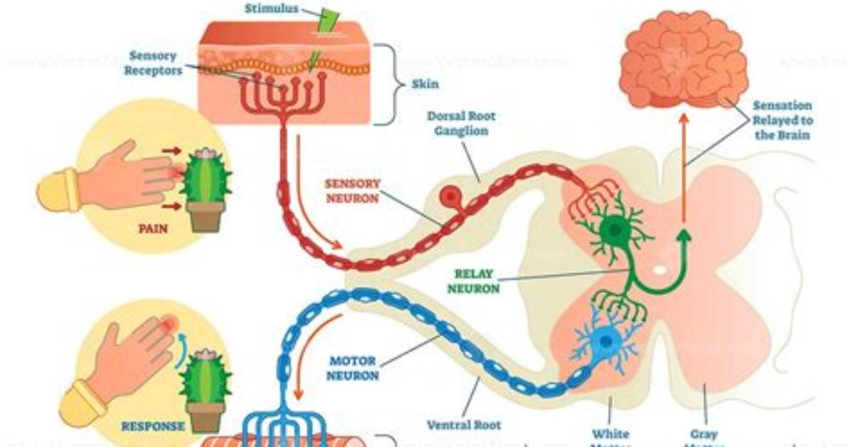 What Is Reflex Arc?