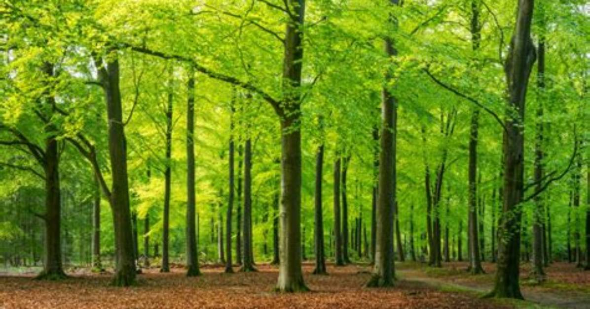 What Is Regular Forest
