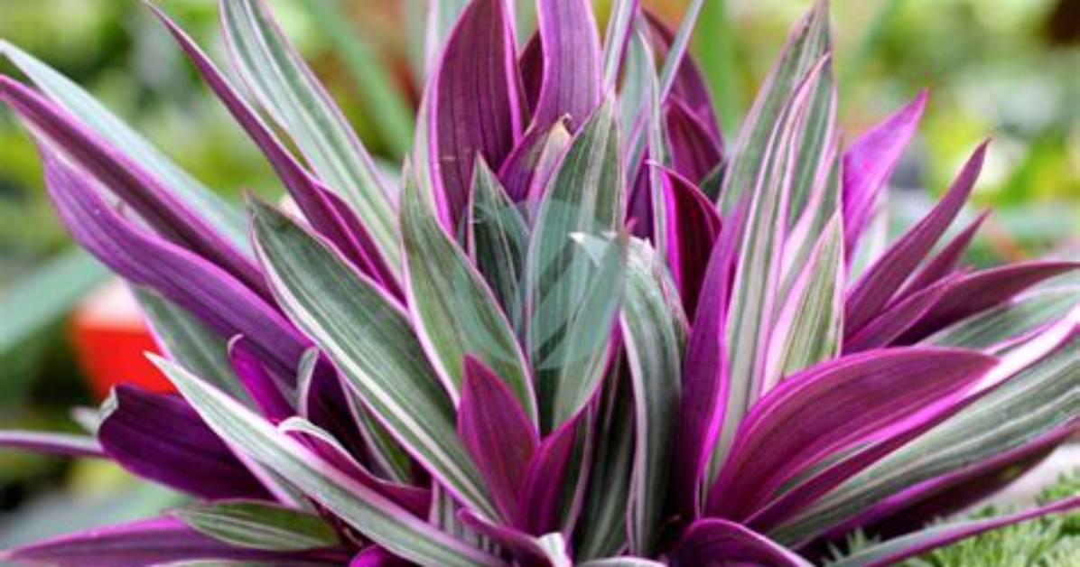 What Is Rhoeo Leaf