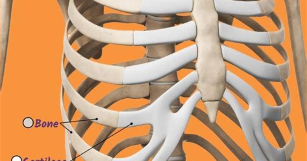 What Is Rib Cage?