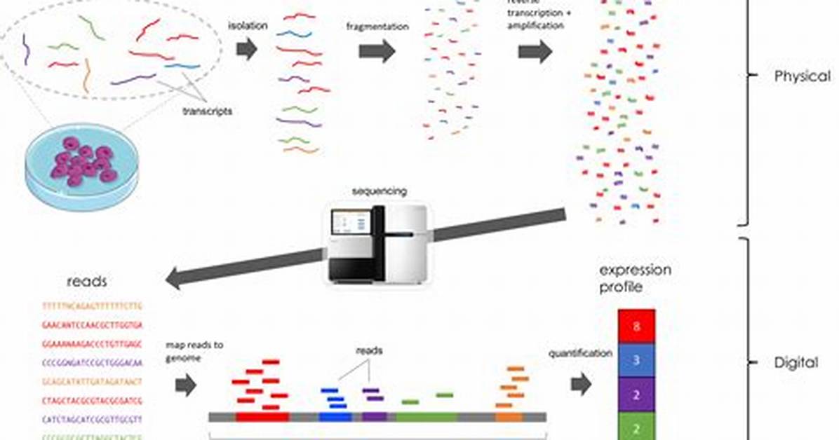 What Is Rna Seq Analysis?