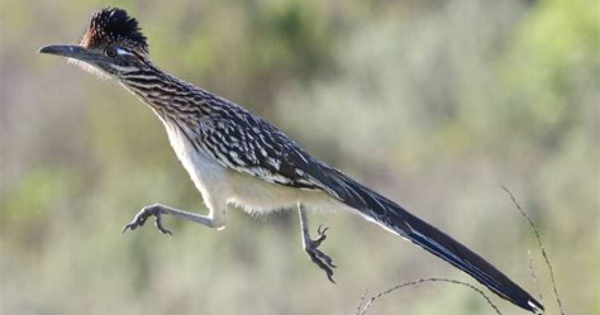 What Is Roadrunner
