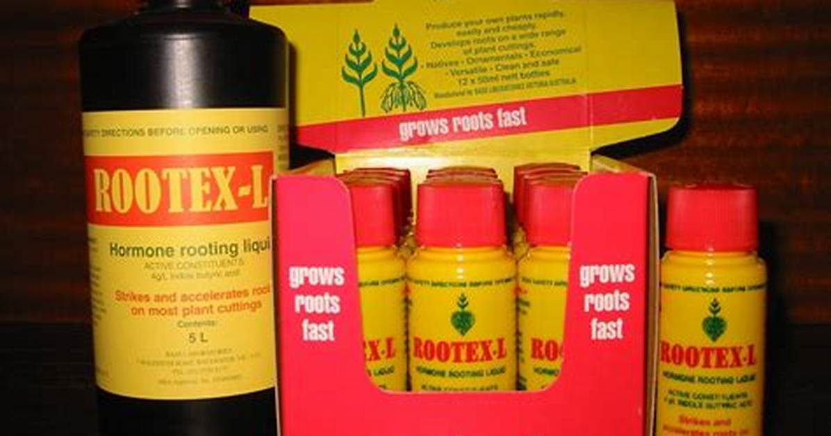What Is Rootex
