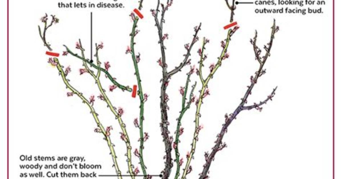 What Is Rose Pruning