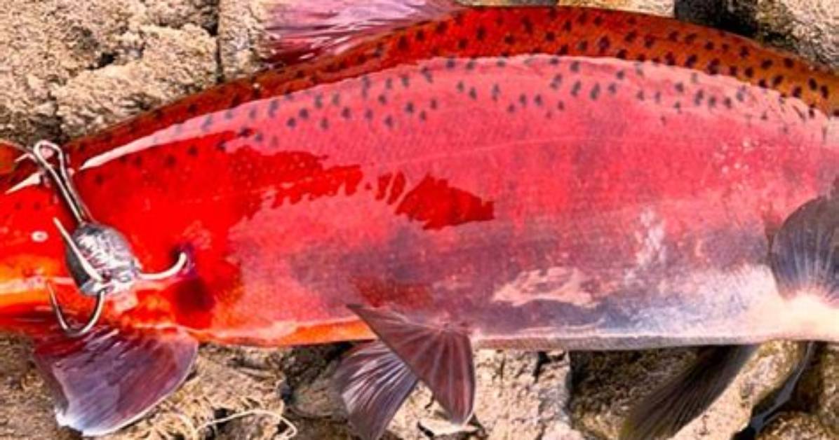 What Is Salmon Snagging?