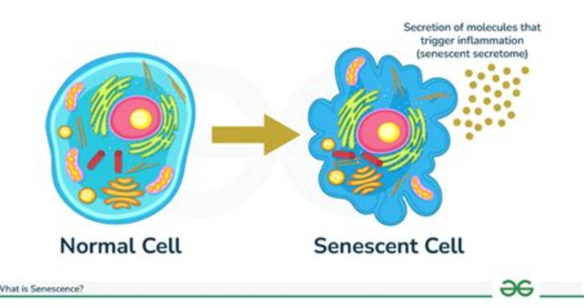 What Is Senescence