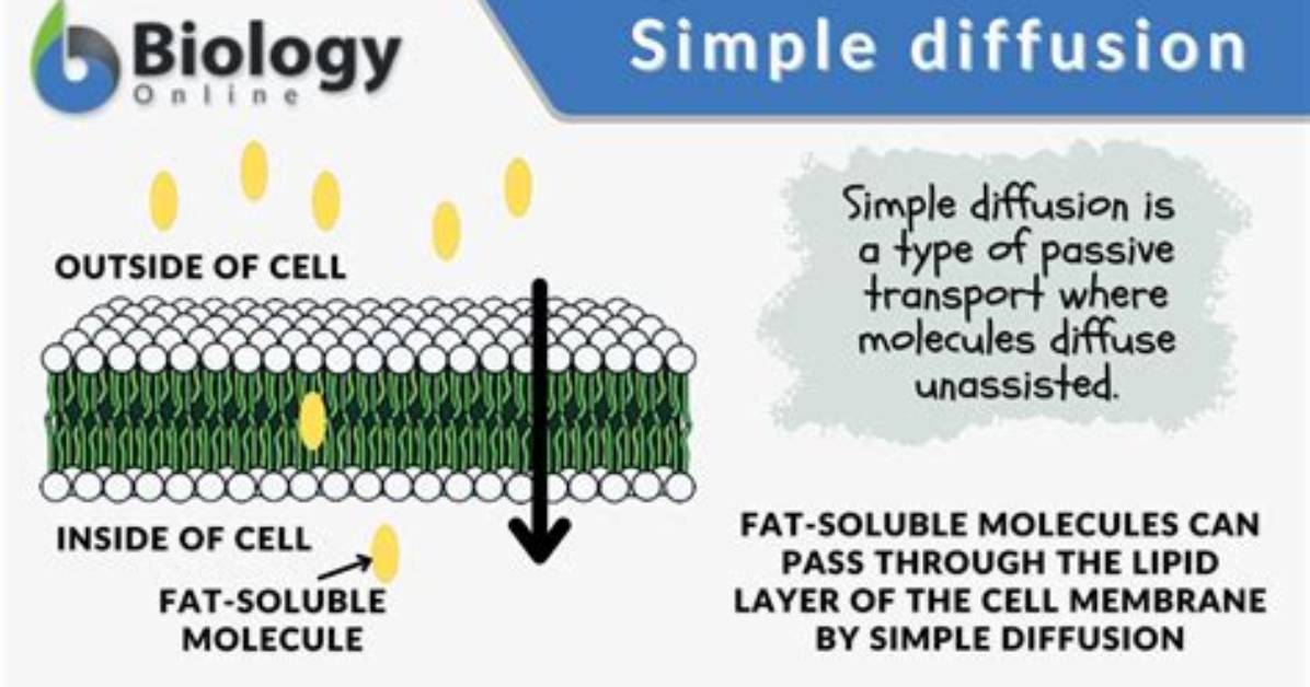 What Is Simple Diffusion Quizlet