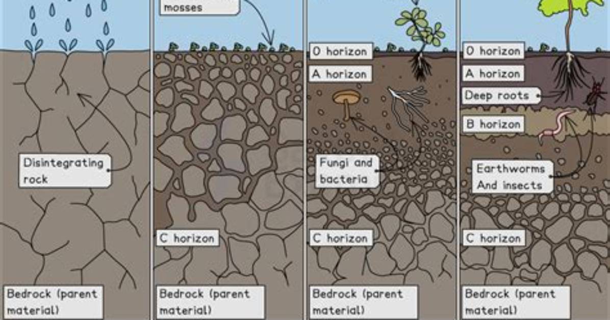 What Is Soil Explain