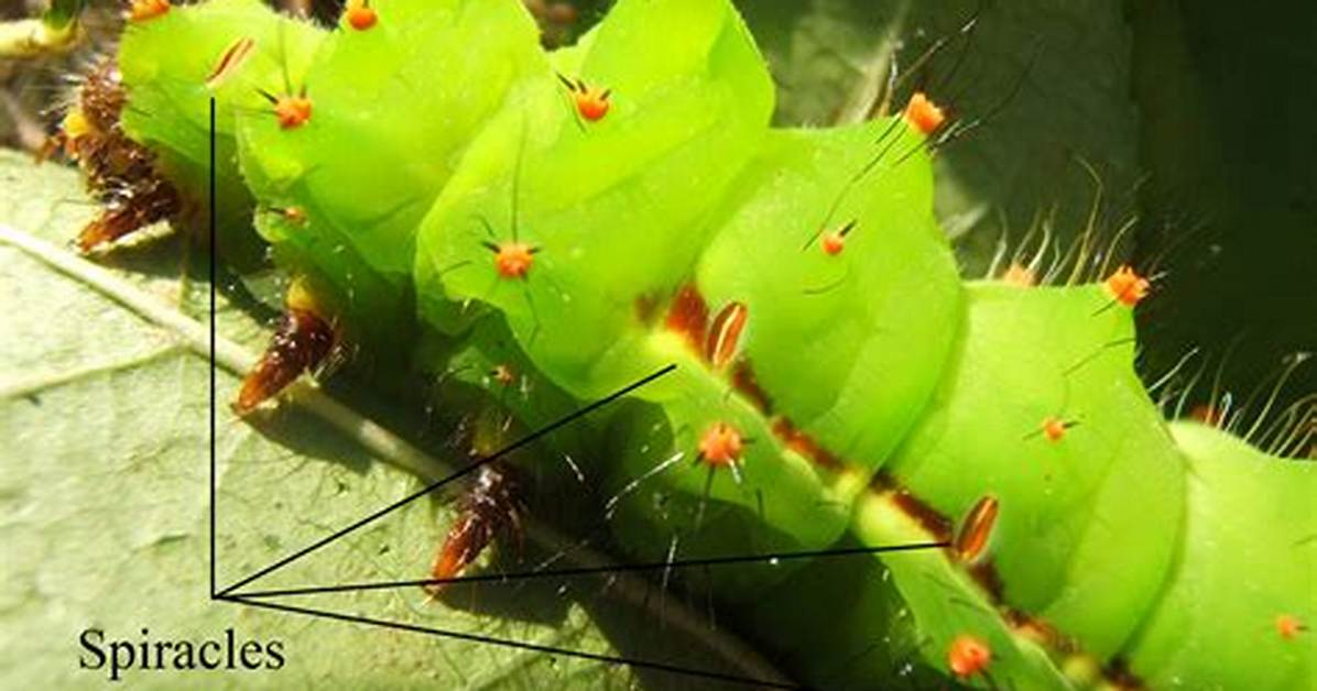 What Is Spiracle in Fish?