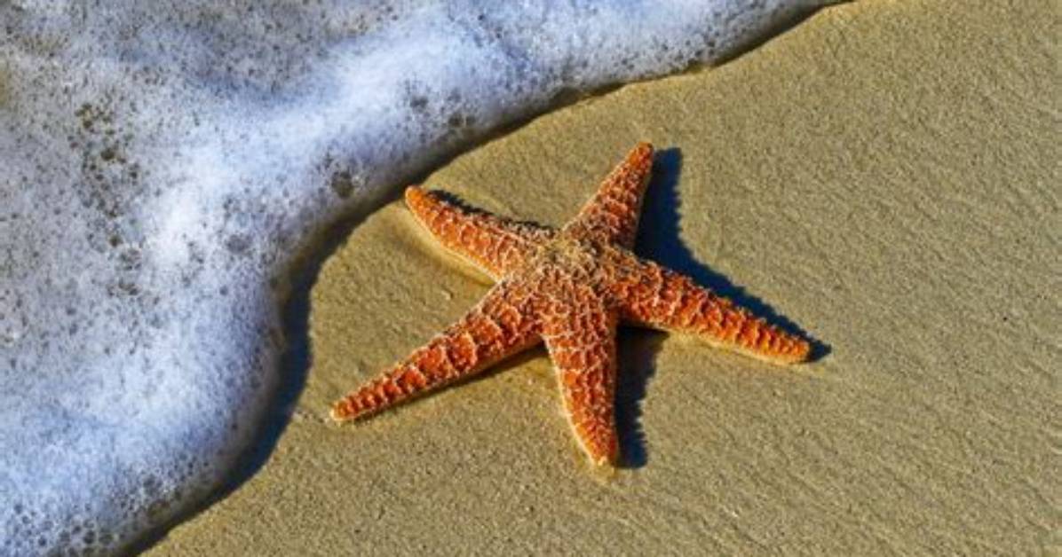 What Is Starfish Program