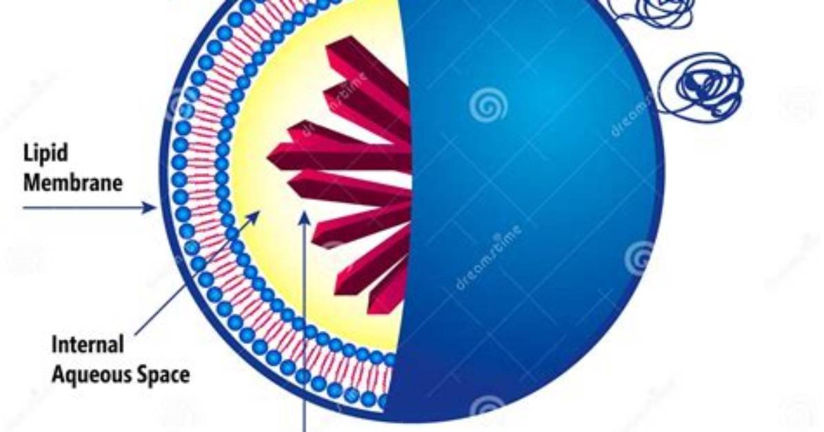 What Is Sterically Stabilized Liposome?