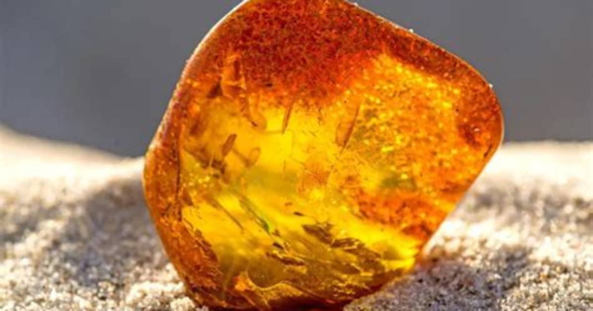 What Is Succinite Amber?