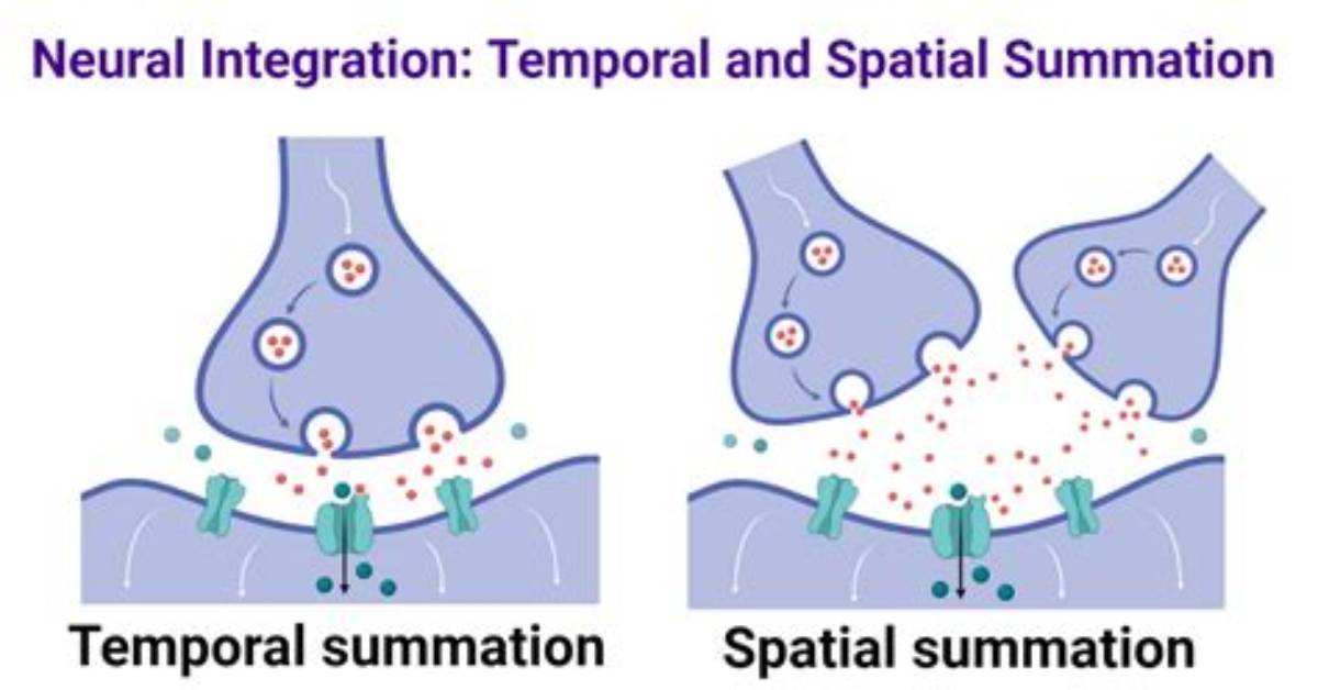 What Is Summation Synapse?