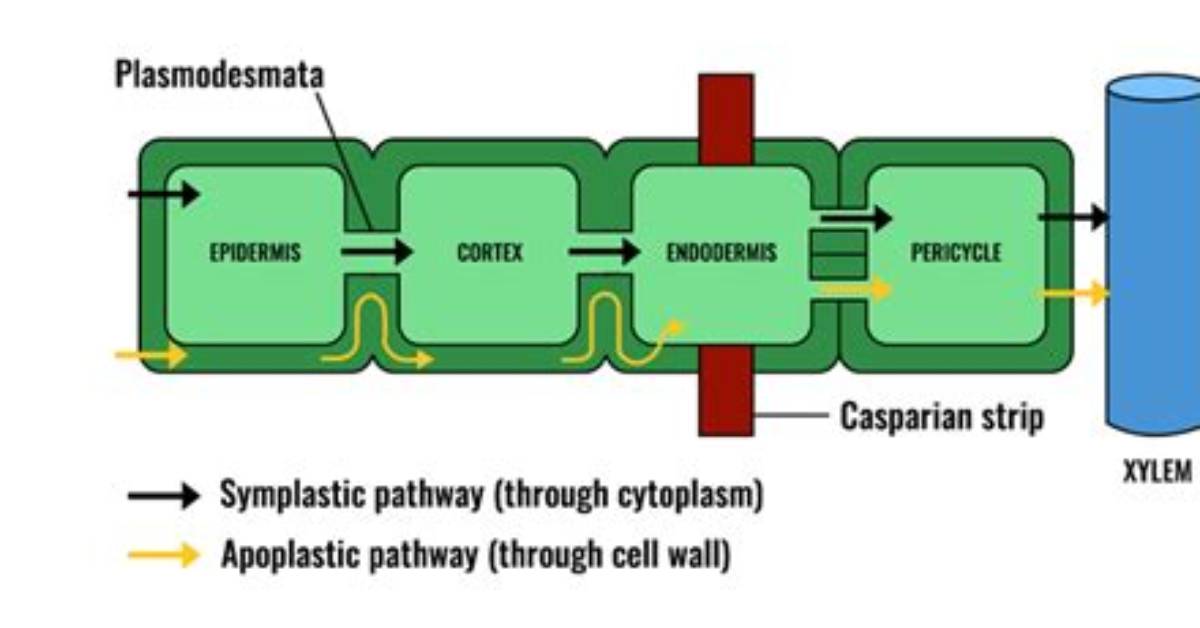 What Is Symplast Pathway?
