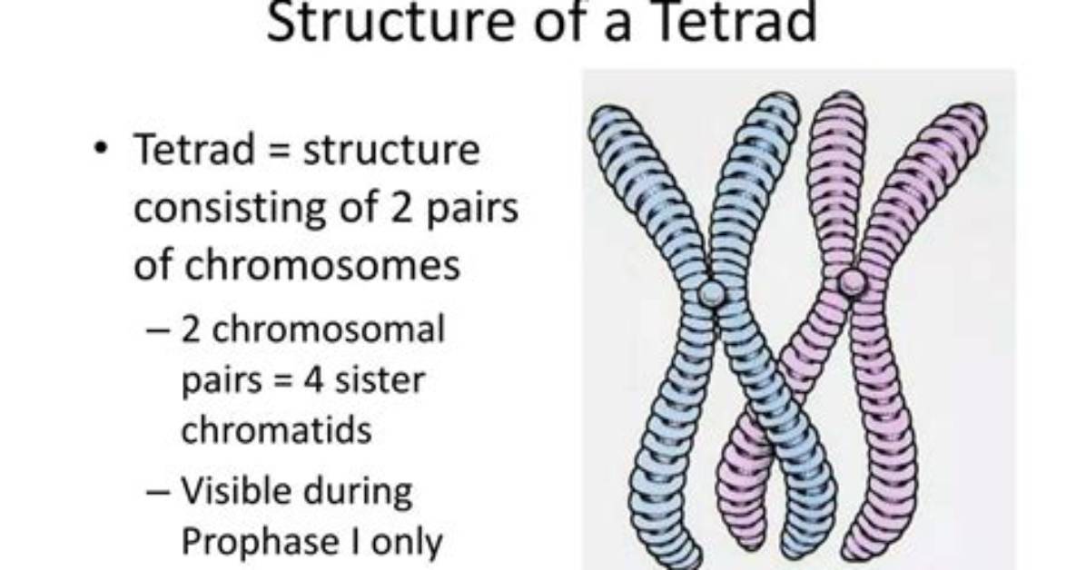 What Is Tetrad Structure