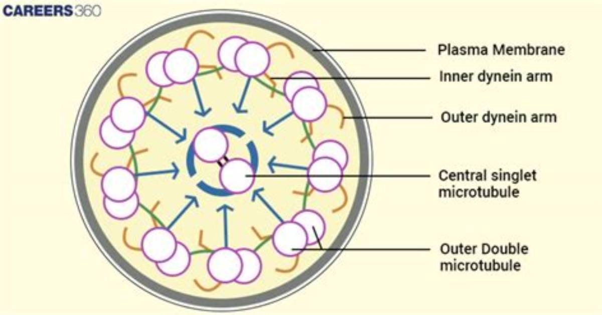 What Is the 9 2 Structure?