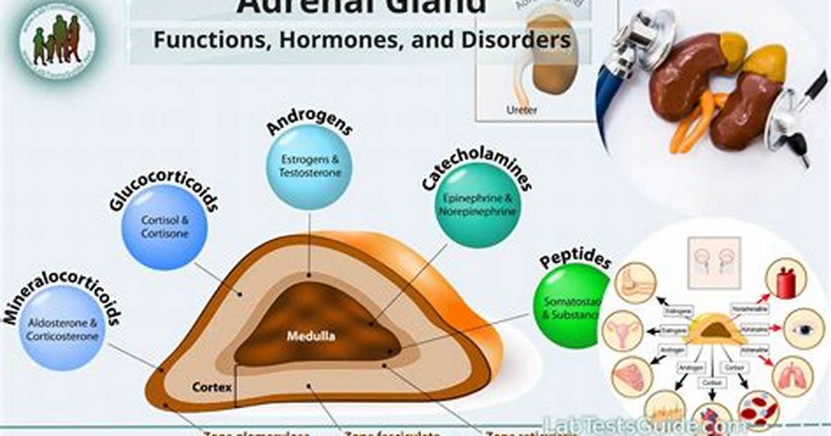 What Is the Adrenal Gland Function