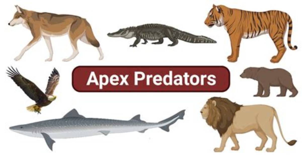 What Is the Apex Predator