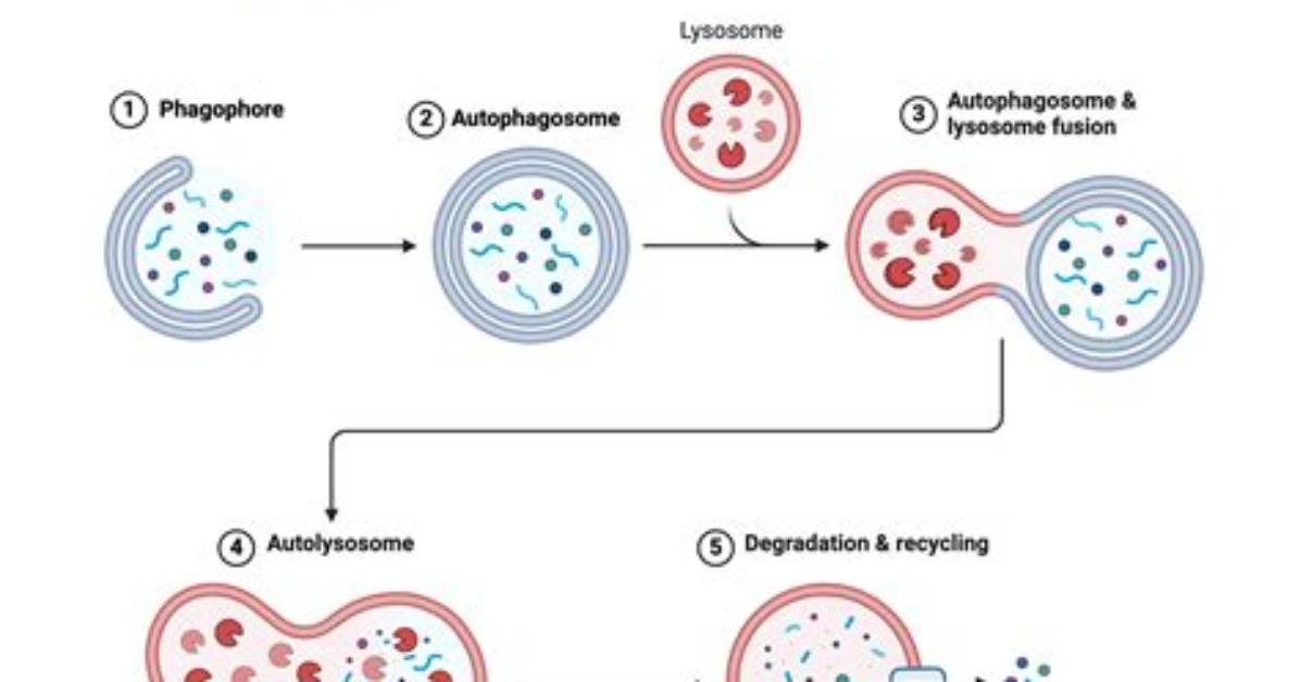 What Is the Autophagy Process