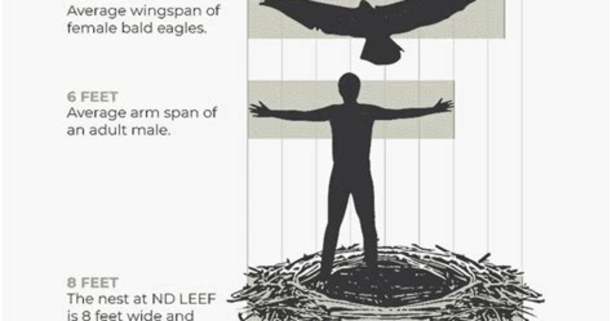 What Is the Average Wingspan for a Man?