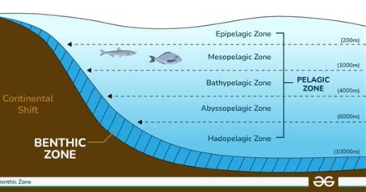 What Is the Benthic Surface?
