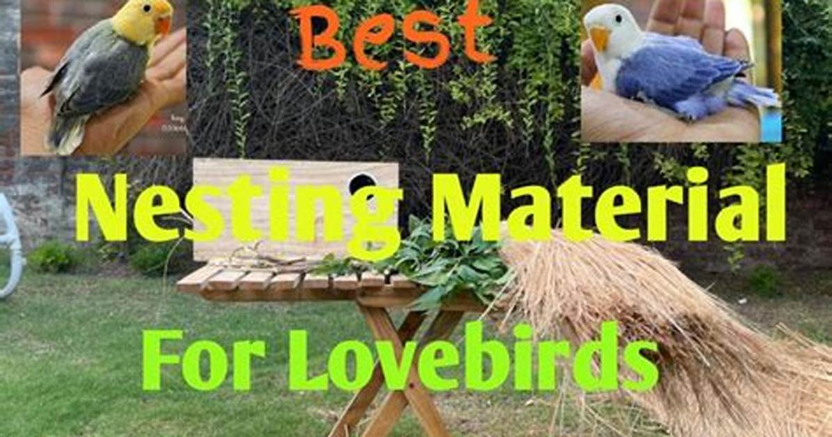 What Is the Best Nesting Material for Rats?