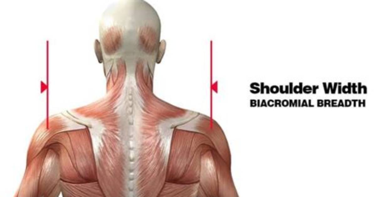 What Is the Biacromial Breadth?