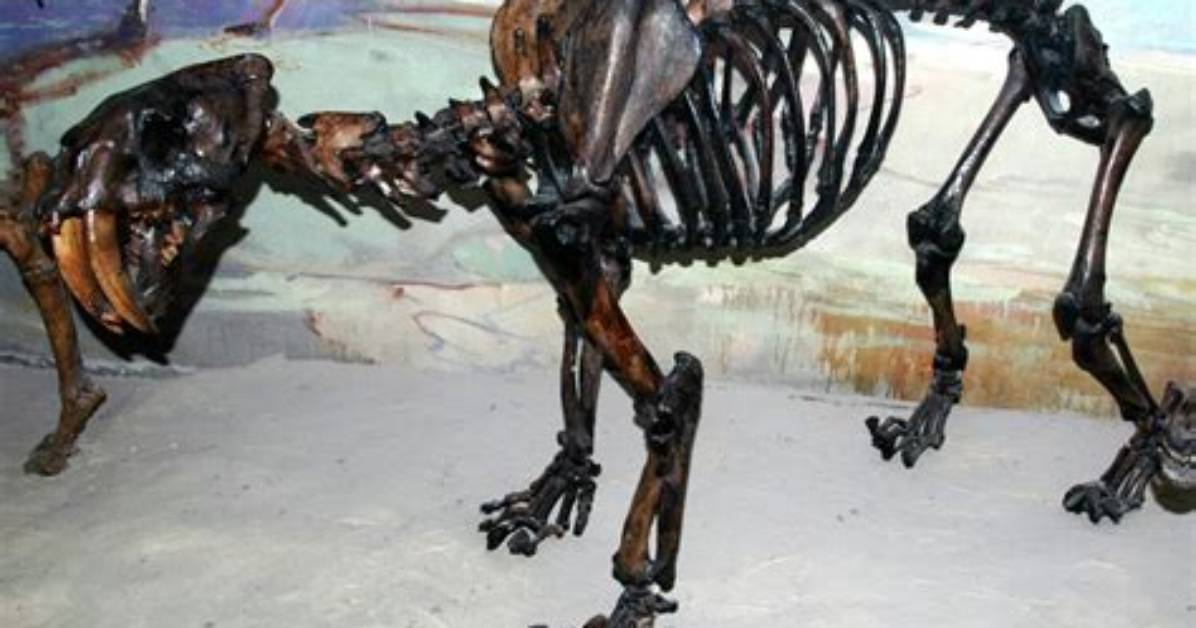 What Is the California State Fossil?