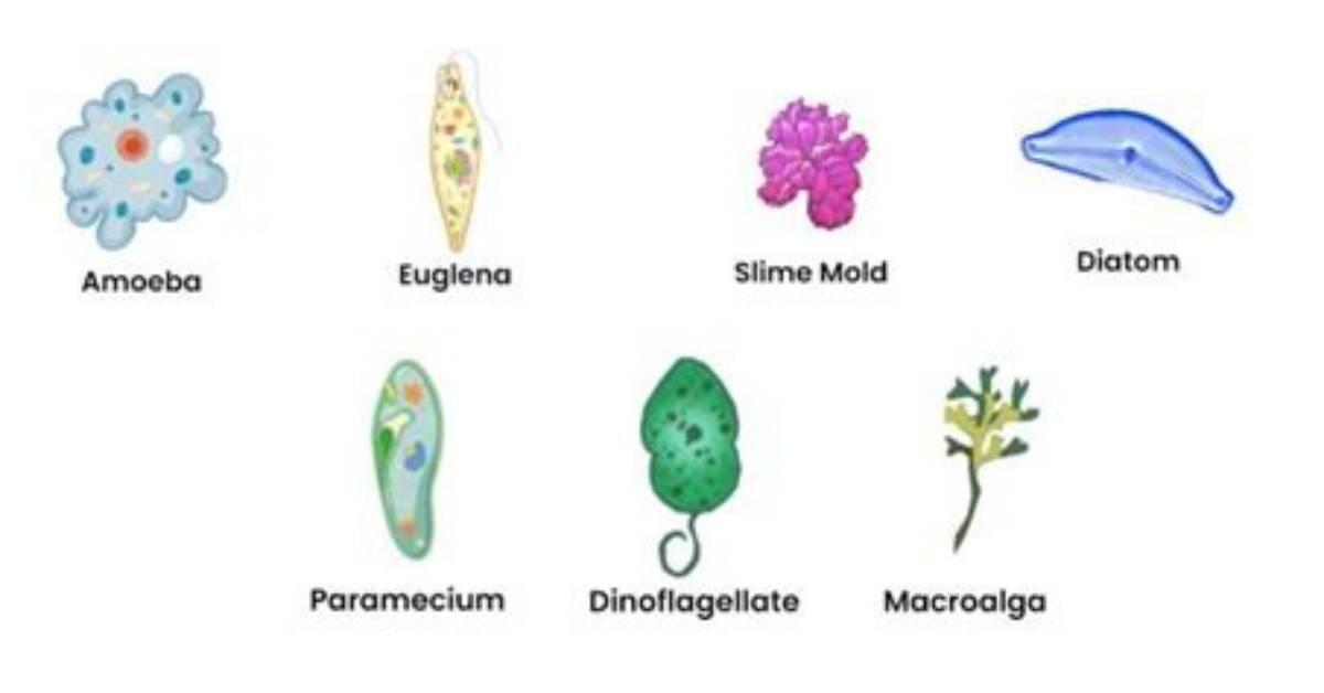 What Is the Cell Type of Protista