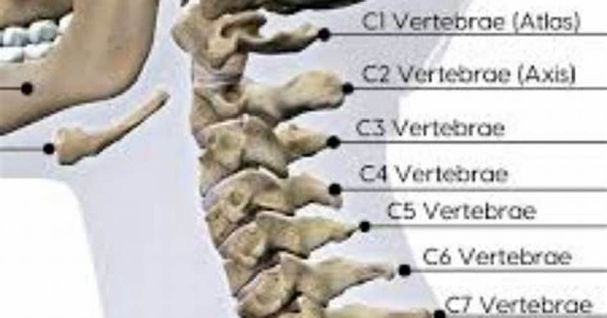 What Is the Cervical Vertebrae Function