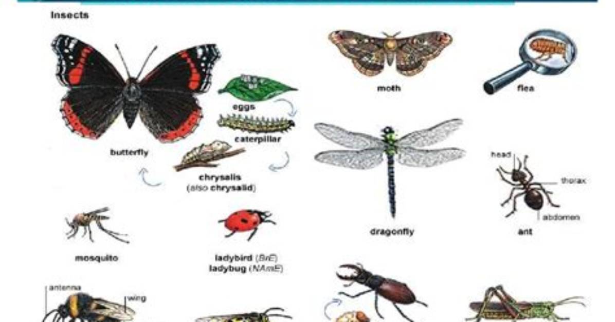 What Is the Class Insecta